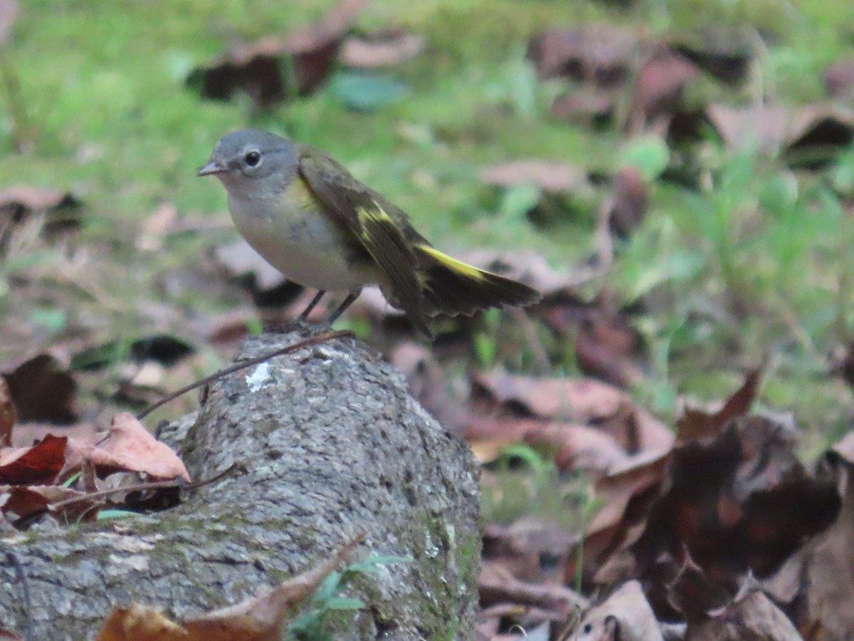 American Redstart - ML642733530