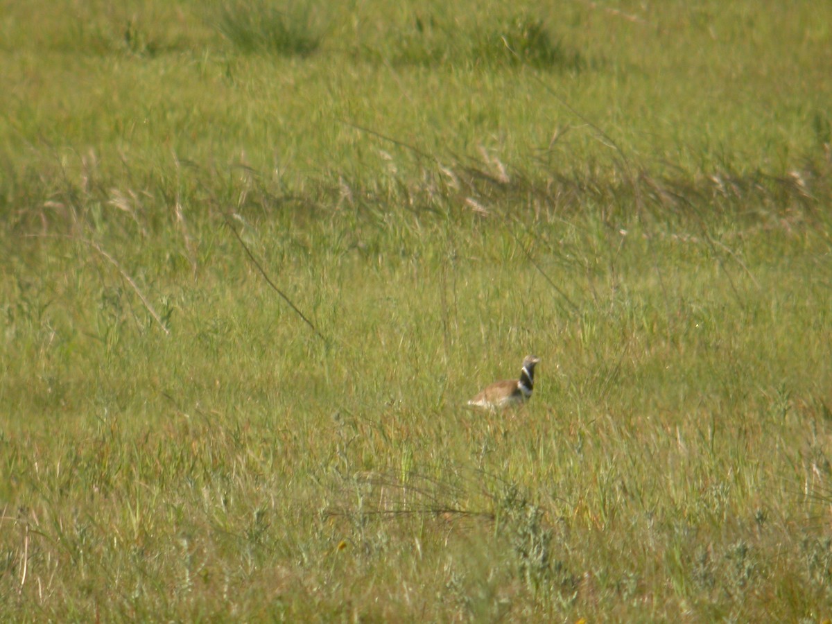 Gallina prataiola - ML642733531