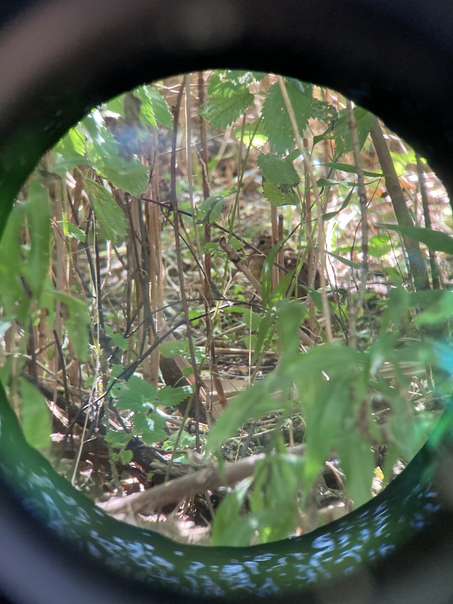 American Woodcock - ML642733536