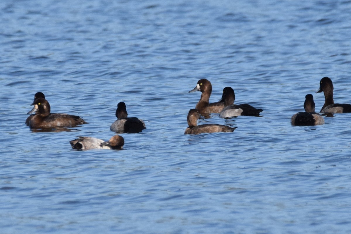 Greater/Lesser Scaup - ML642733539