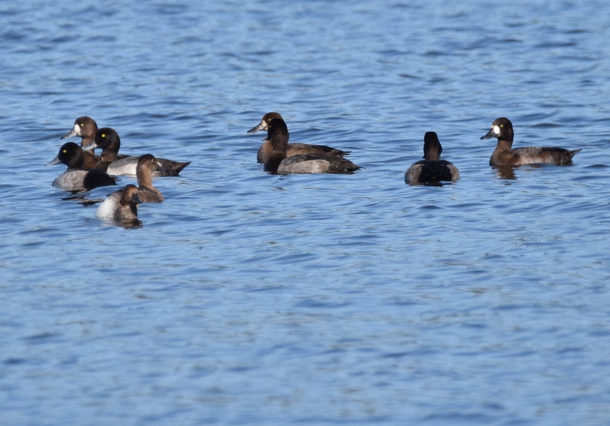Greater/Lesser Scaup - ML642733558