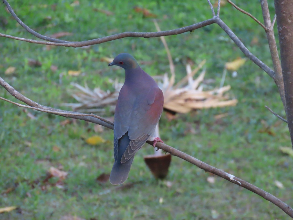 Pale-vented Pigeon - ML642733562