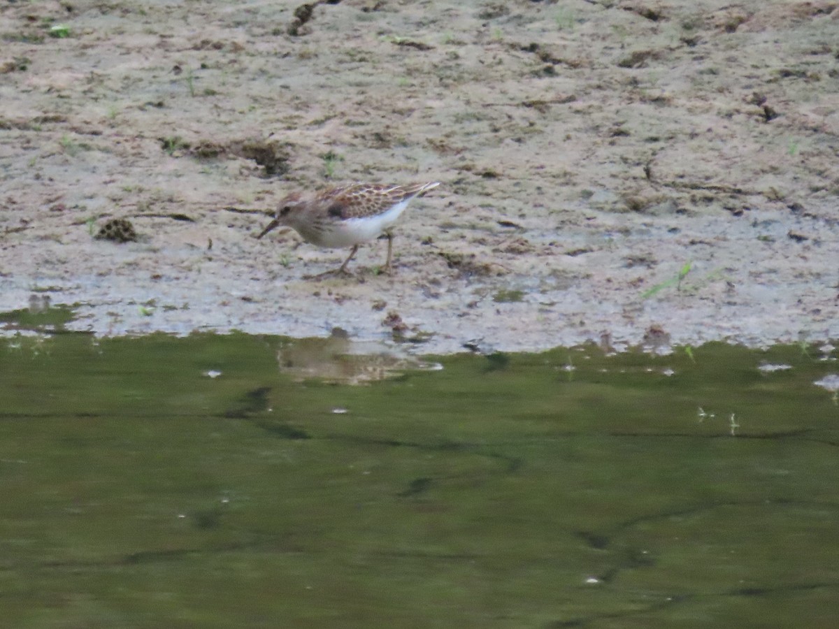 Least Sandpiper - ML642733565