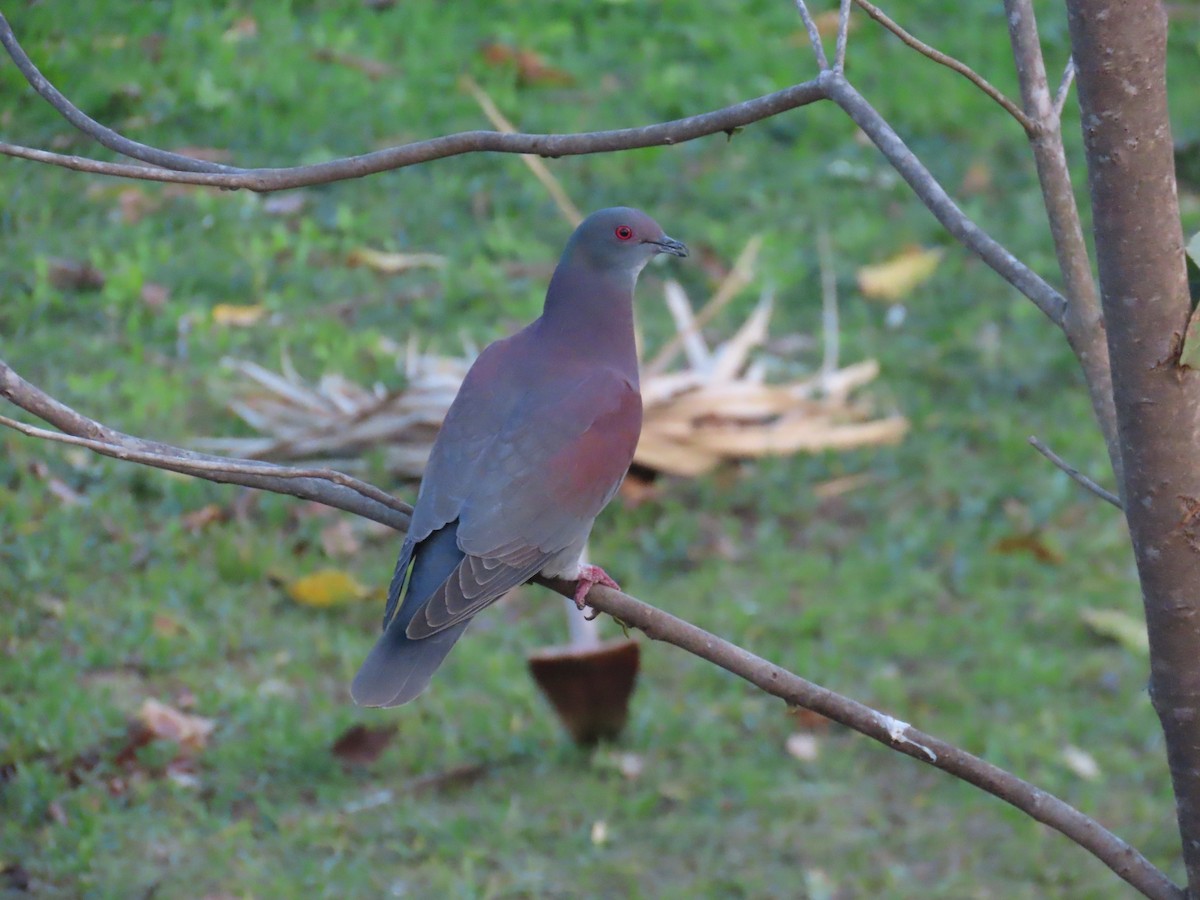 Pale-vented Pigeon - ML642733569