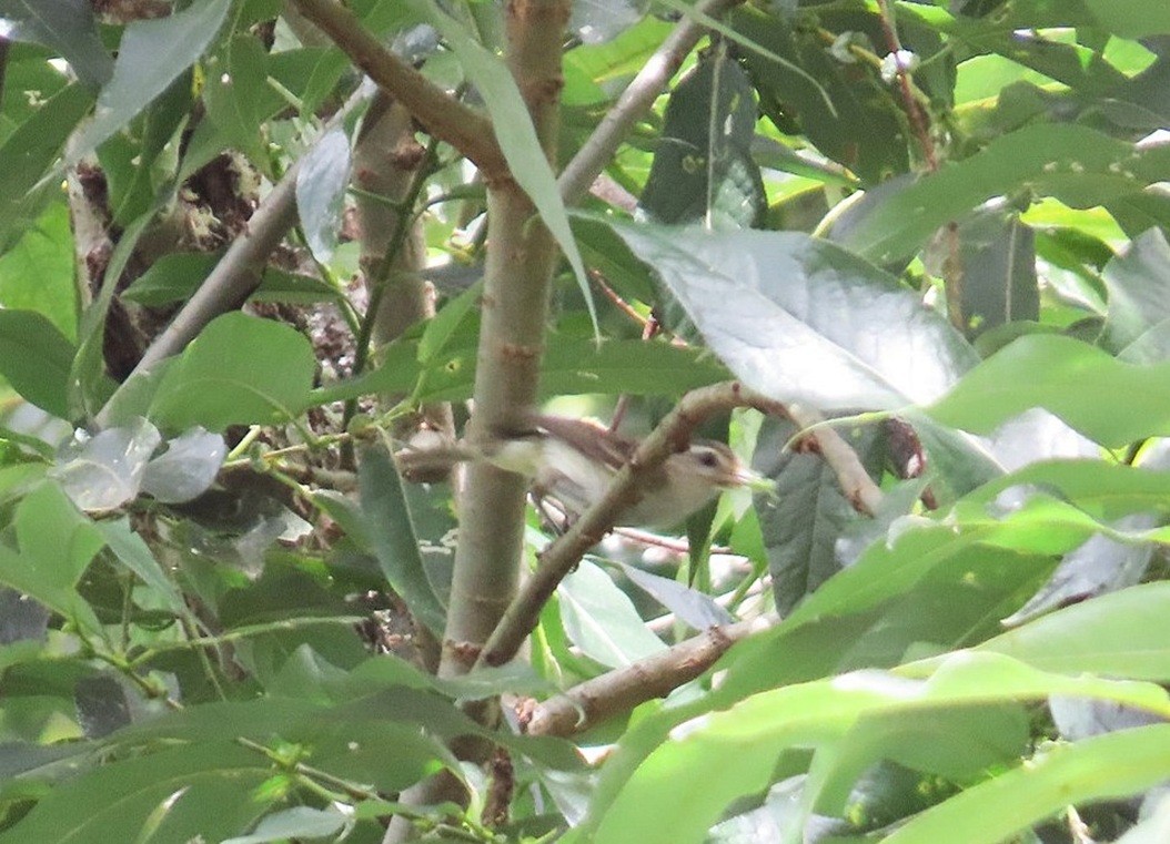 Warbling Vireo - ML642733591