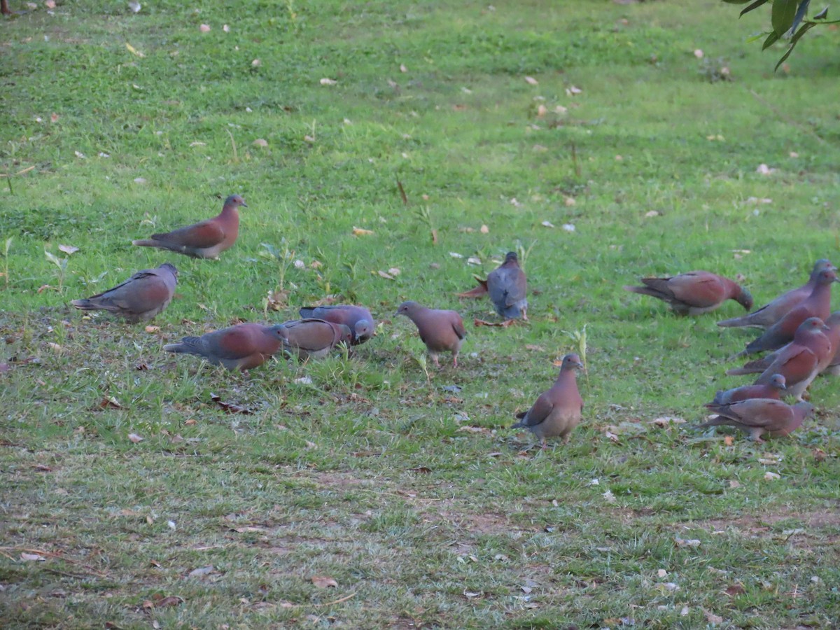 Pale-vented Pigeon - ML642733592