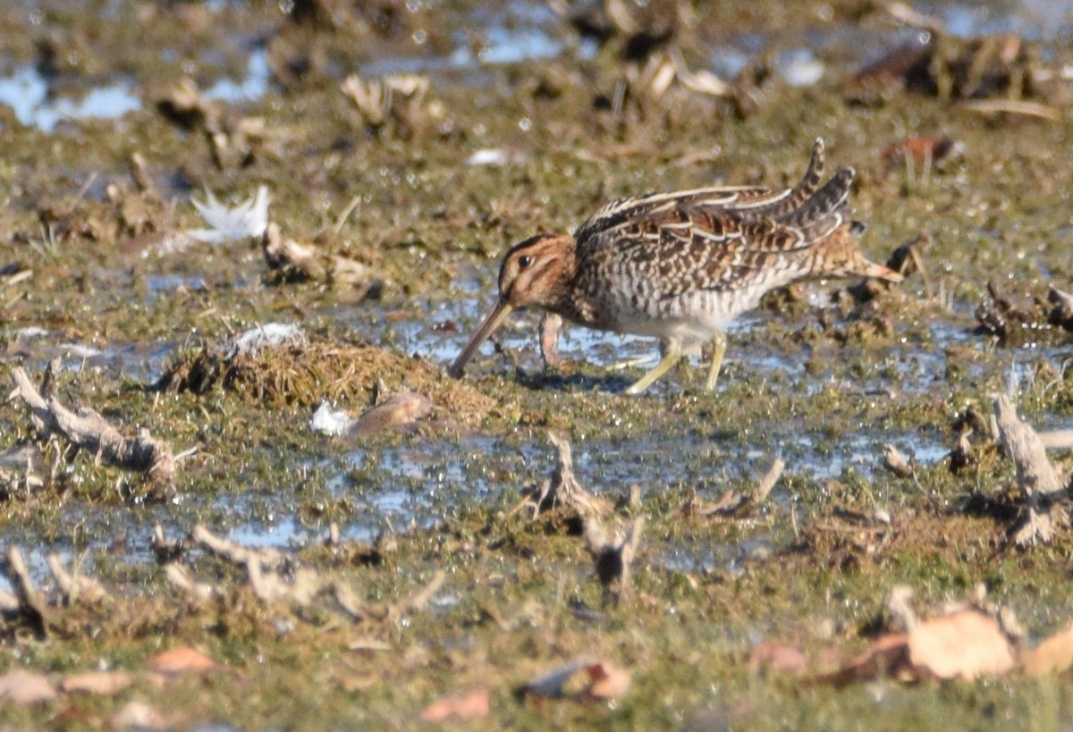Wilson's Snipe - ML642733593