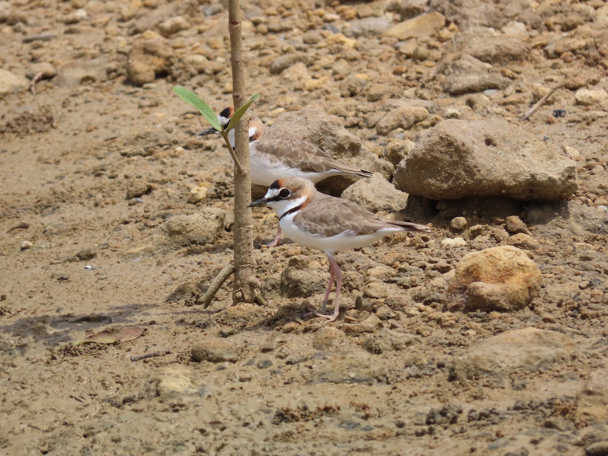 Collared Plover - ML642733595
