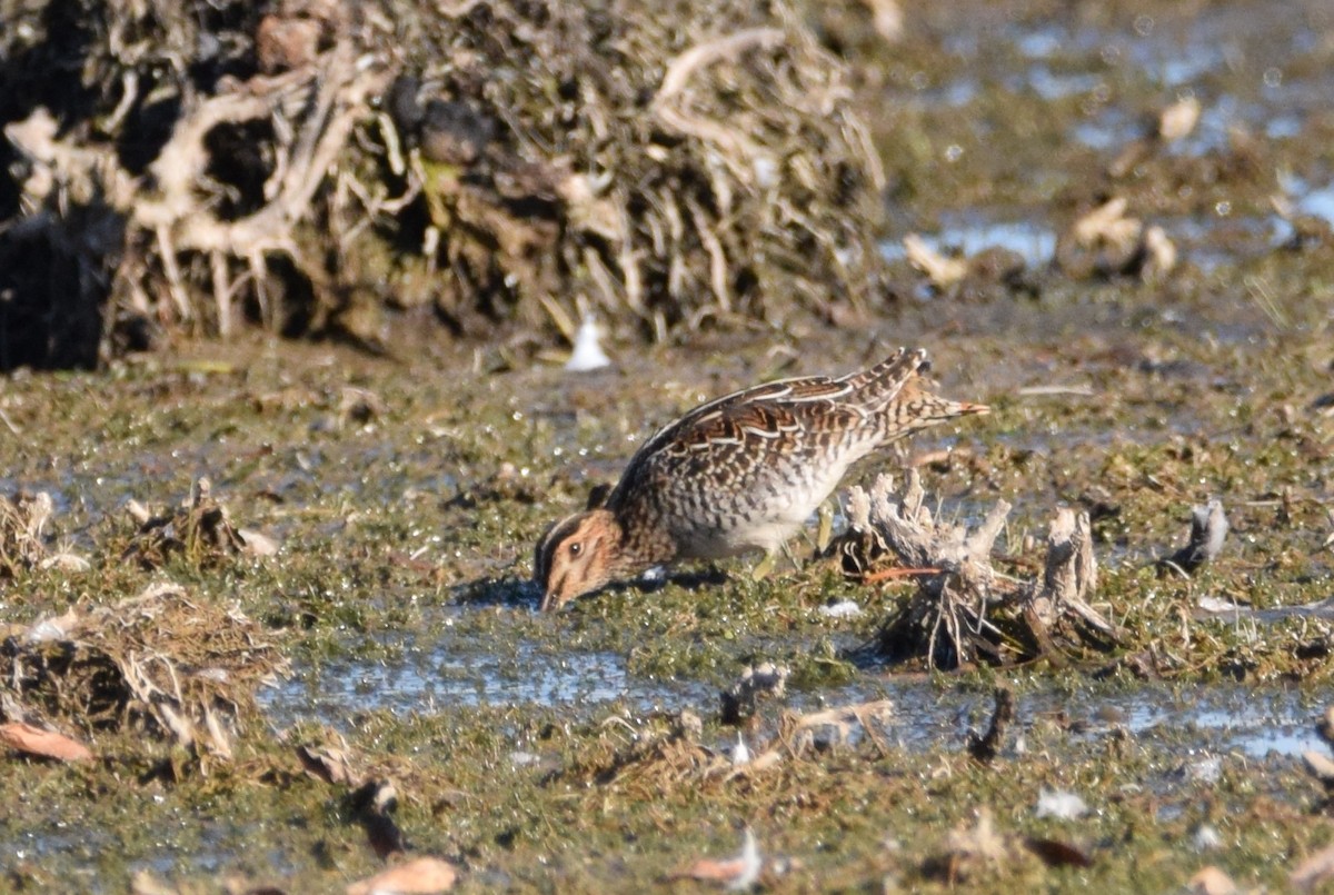Wilson's Snipe - ML642733600