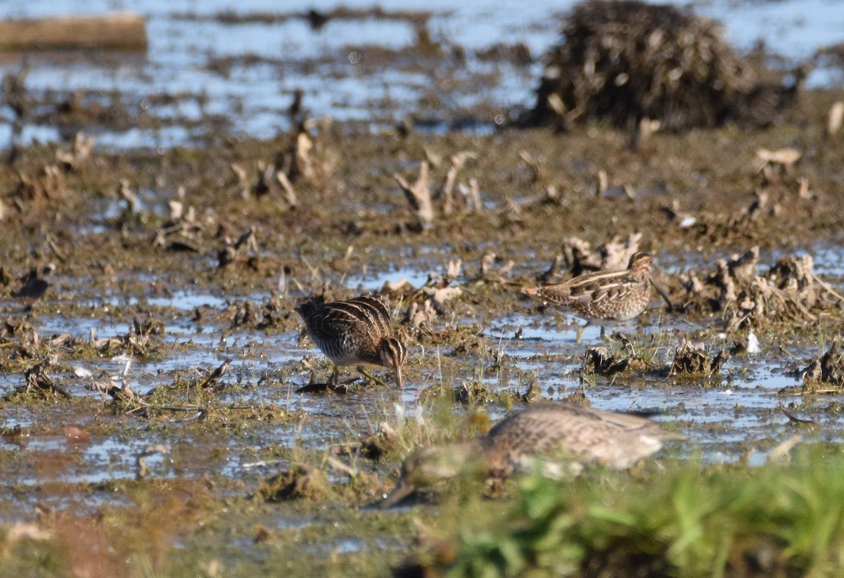 Wilson's Snipe - ML642733618
