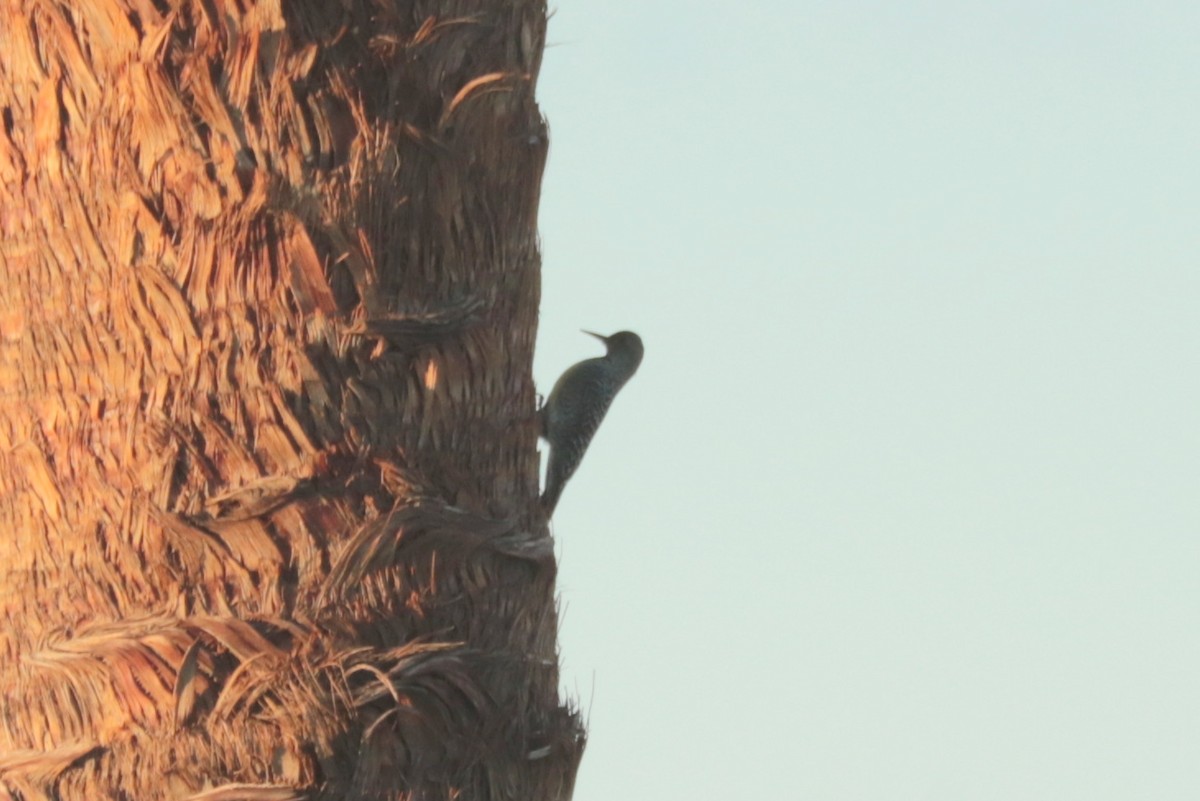 Williamson's Sapsucker - ML642733623