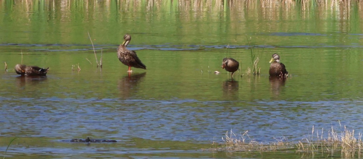 Mexican Duck - ML642733624