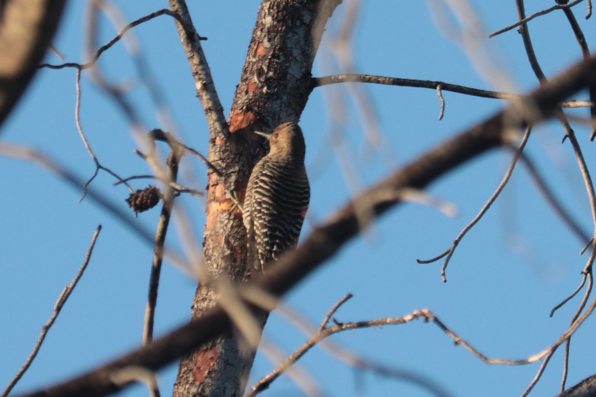 Williamson's Sapsucker - ML642733642