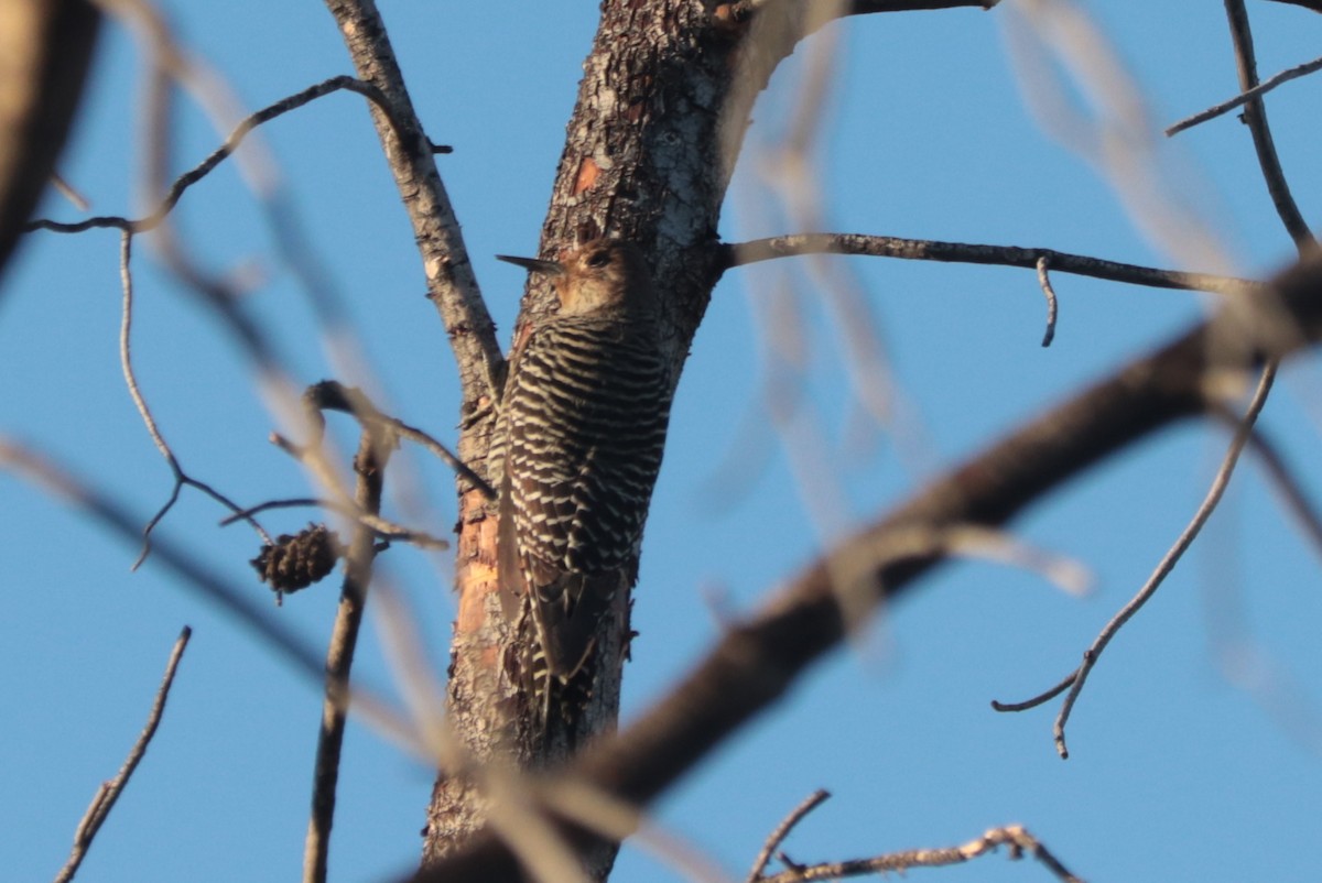 Williamson's Sapsucker - ML642733643
