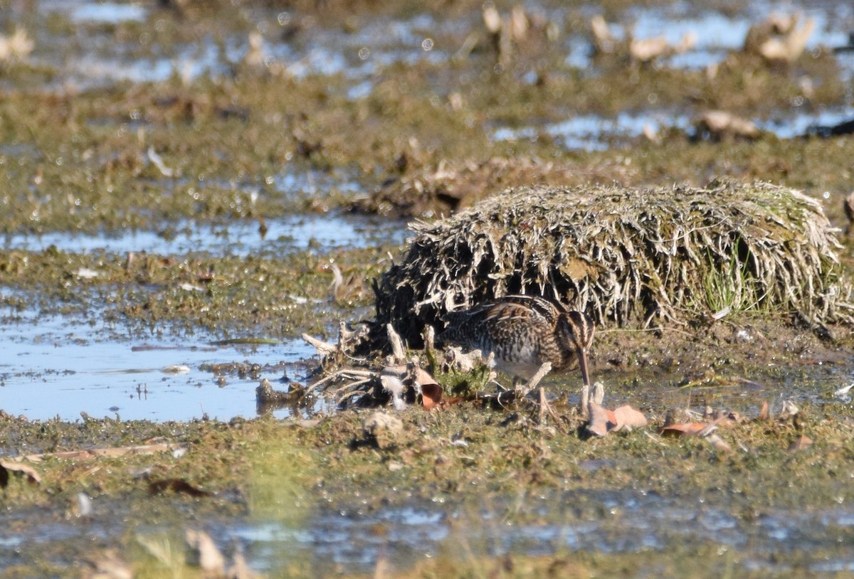 Wilson's Snipe - ML642733645