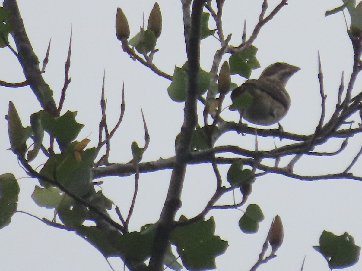 Rose-breasted Grosbeak - ML642733657