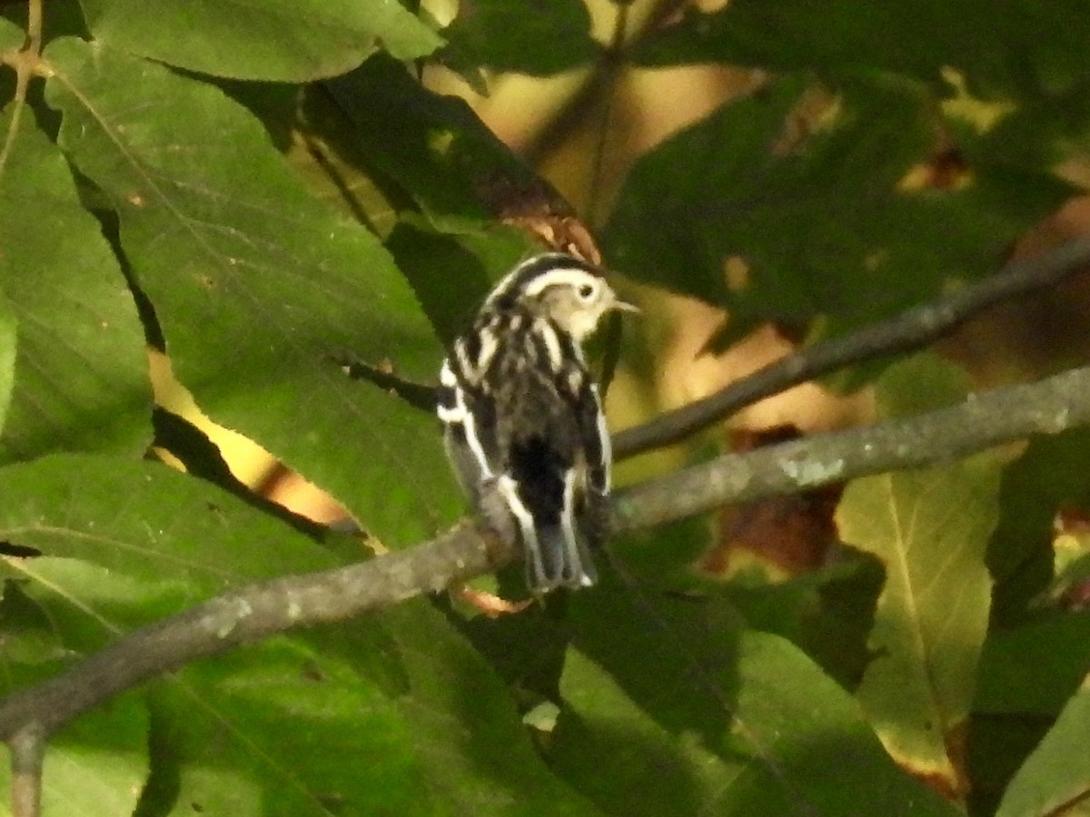 Black-and-white Warbler - ML642733669