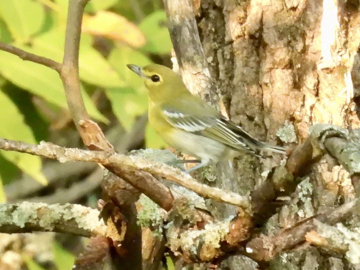 Yellow-throated Vireo - ML642733675