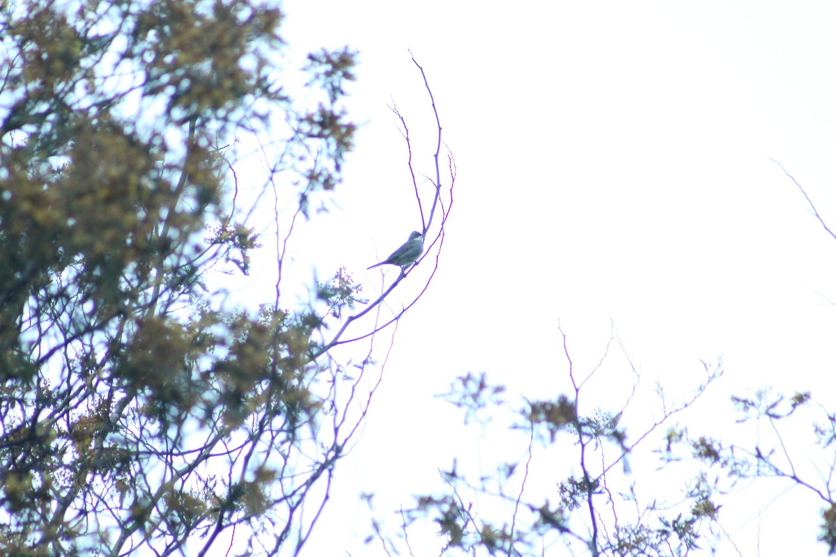 Diuca Finch - ML642733686