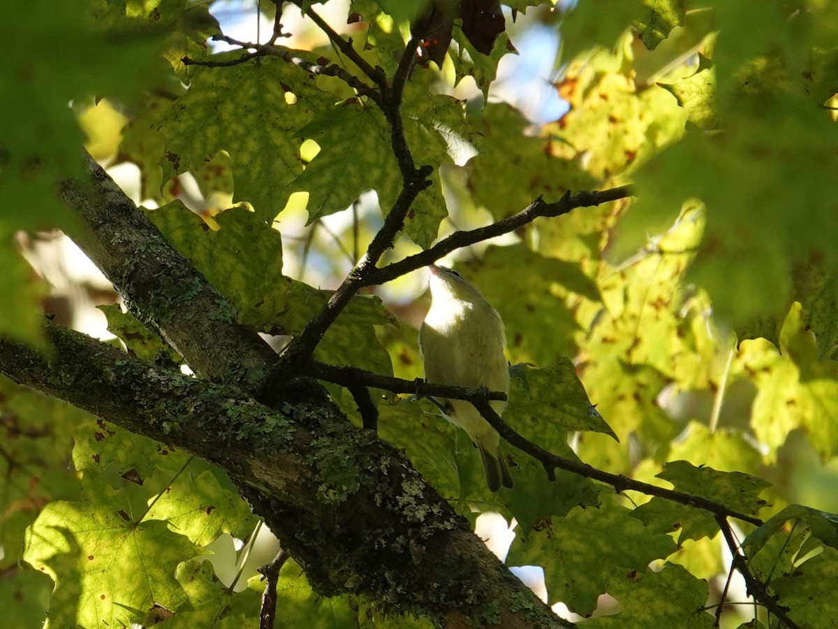 Philadelphia Vireo - ML642733688
