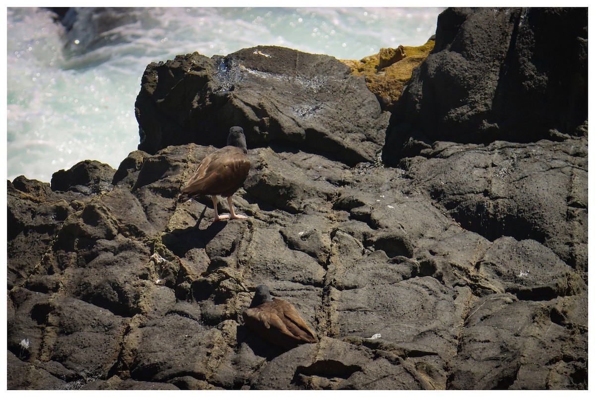 Blackish Oystercatcher - ML642733689