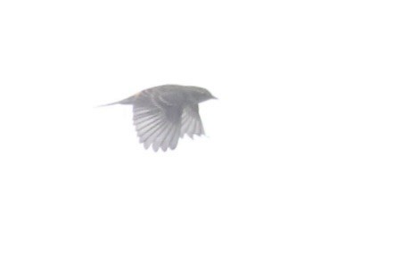 new world warbler sp. - ML642733690