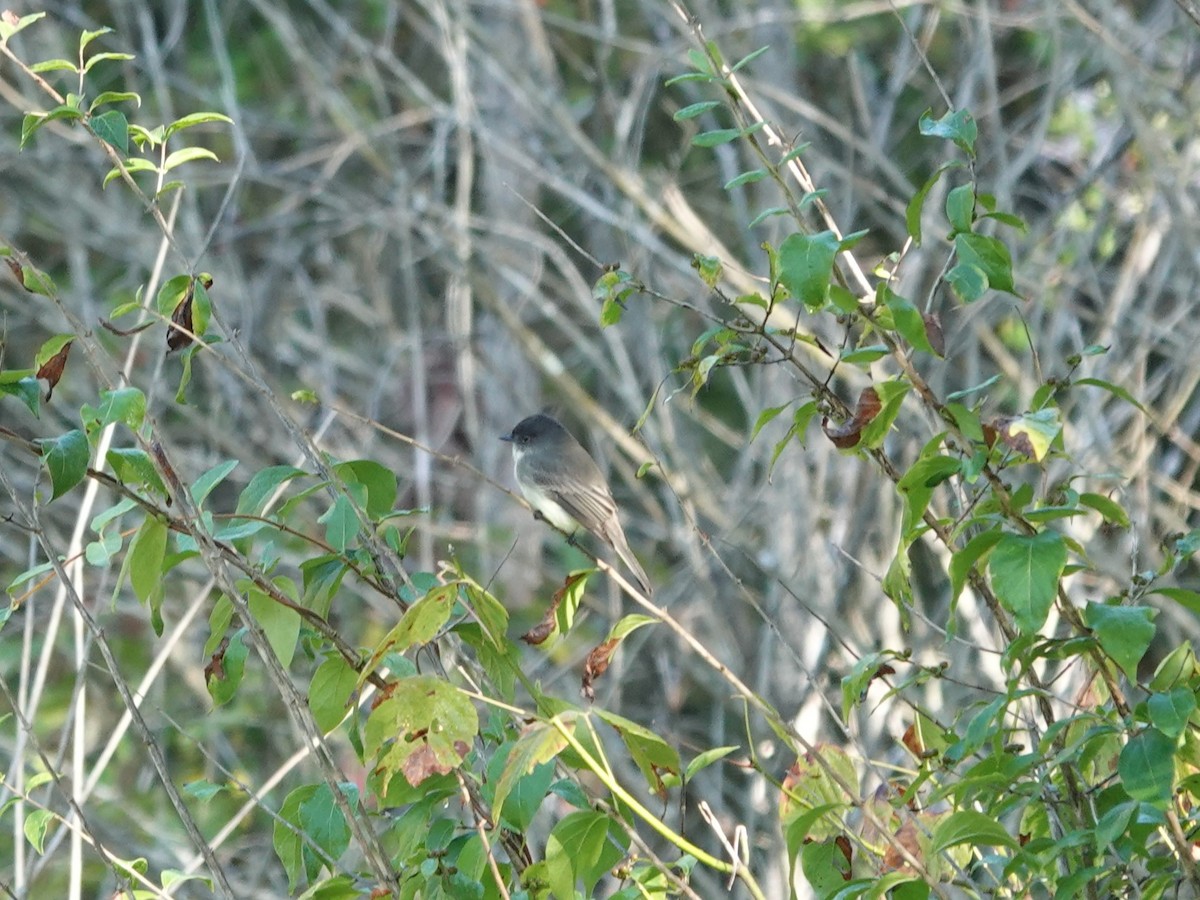 Eastern Phoebe - ML642733707
