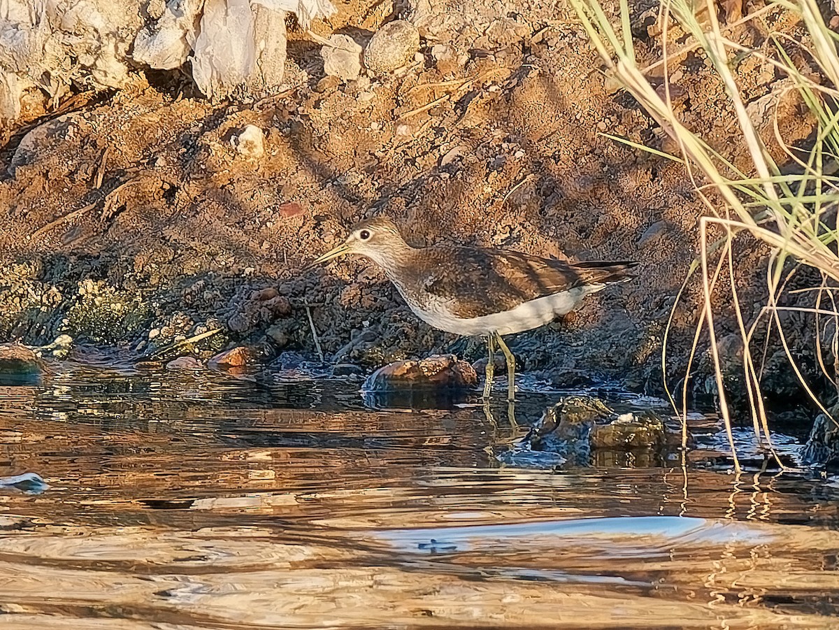 Коловодник малий - ML642733708