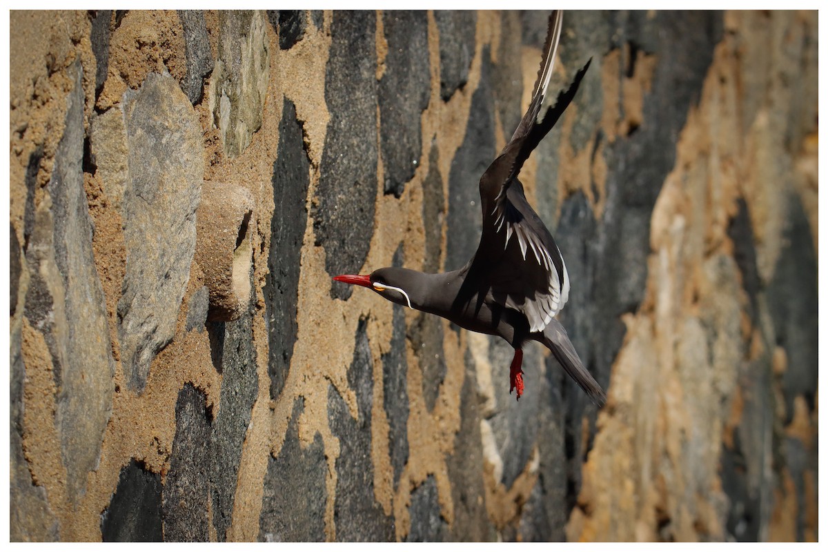 Inca Tern - ML642733712