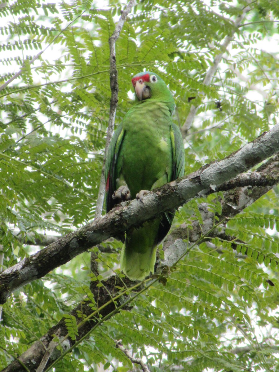 Red-lored Amazon - ML642733716