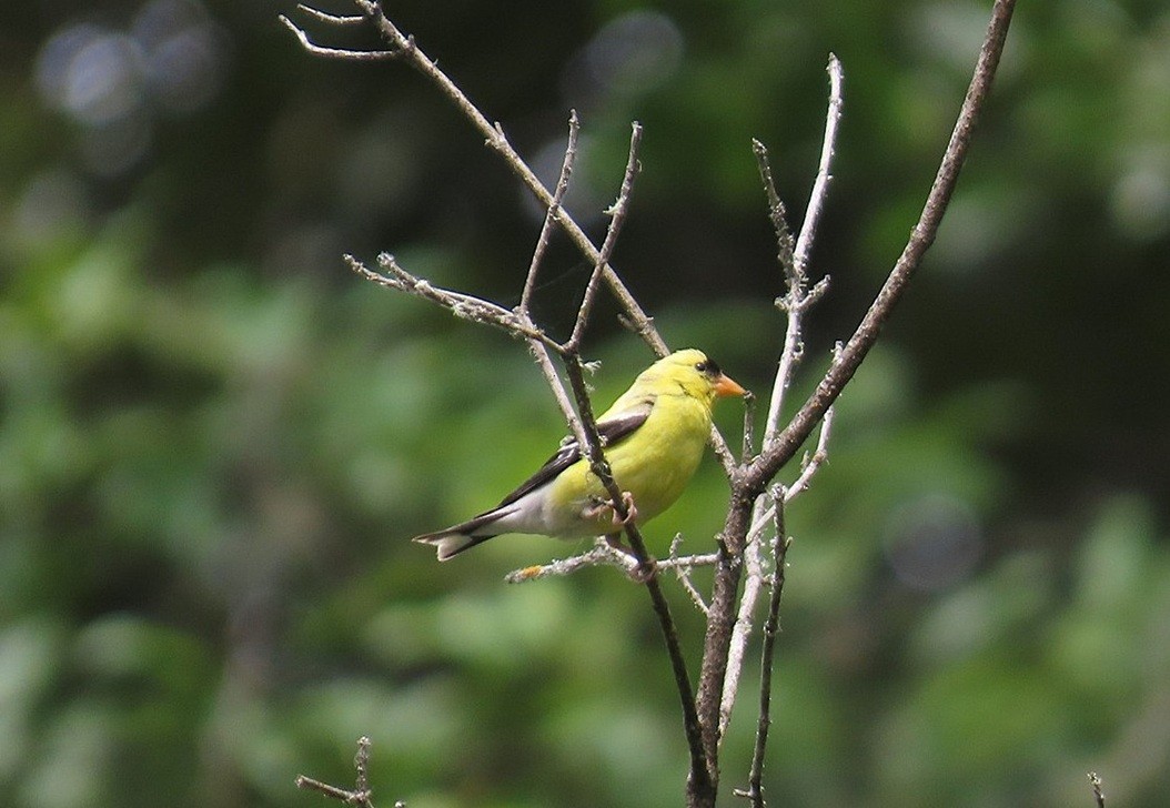 American Goldfinch - ML642733731