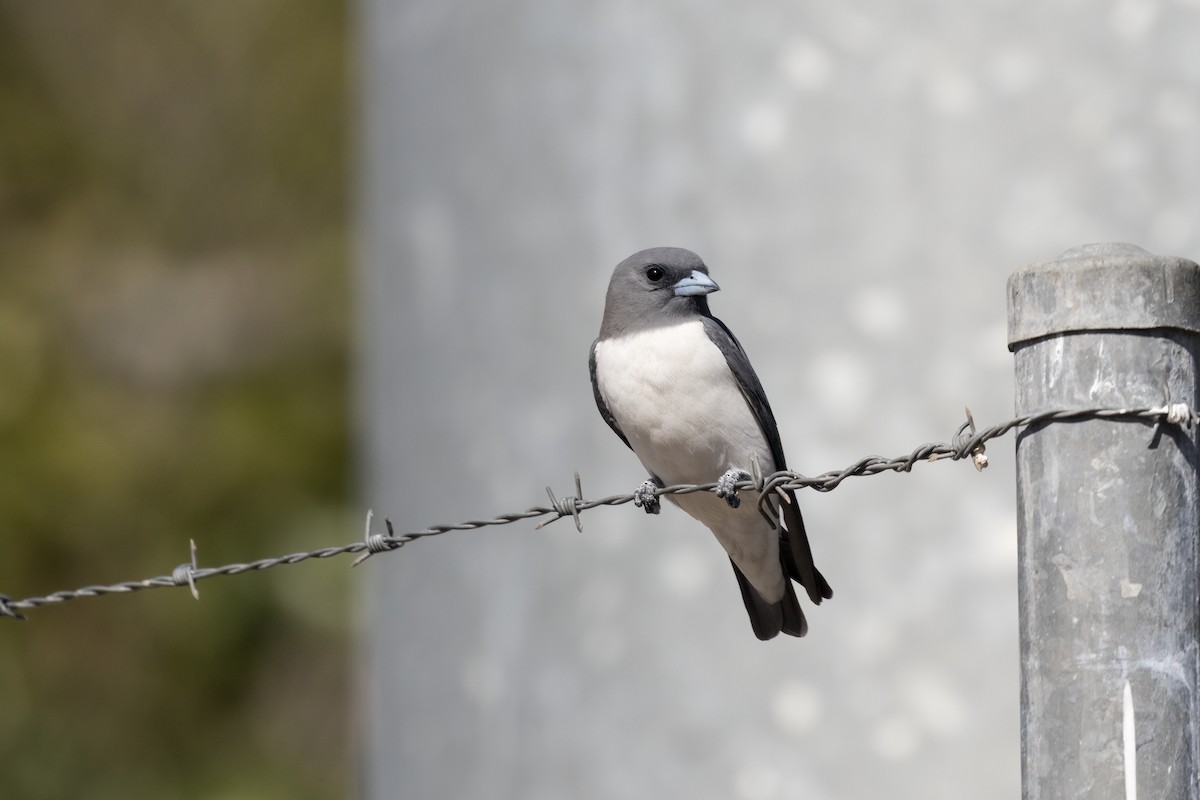White-breasted Woodswallow - ML642733733
