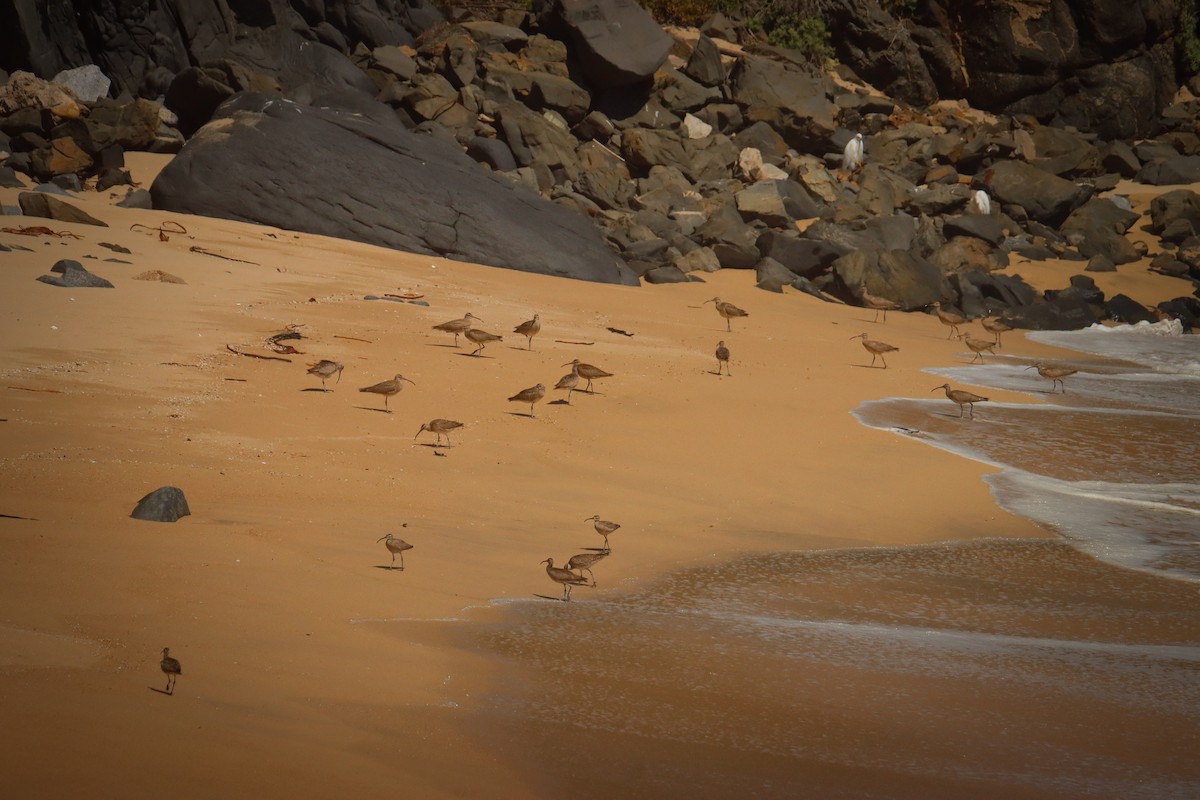Hudsonian Whimbrel - ML642733734