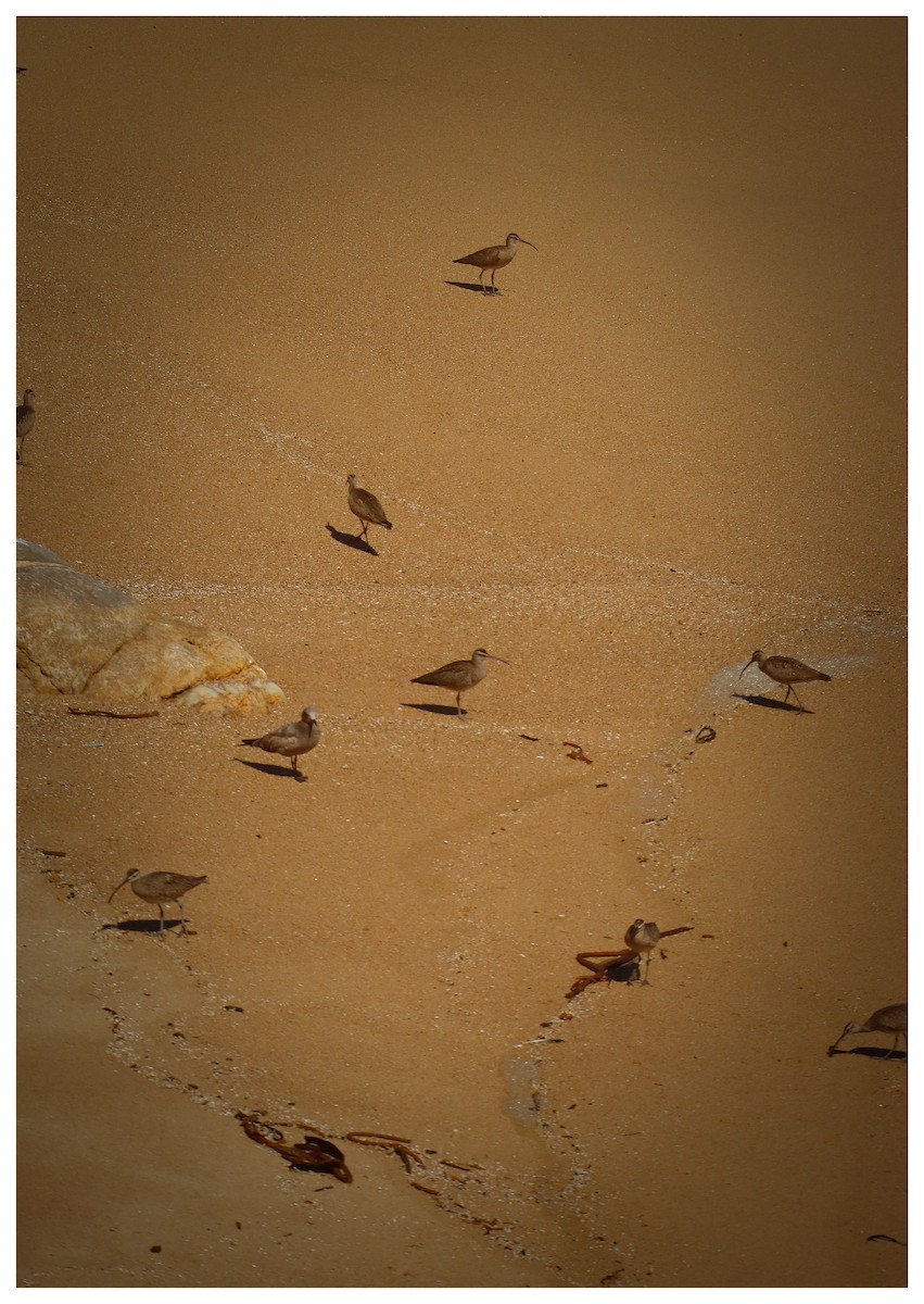 Hudsonian Whimbrel - ML642733735