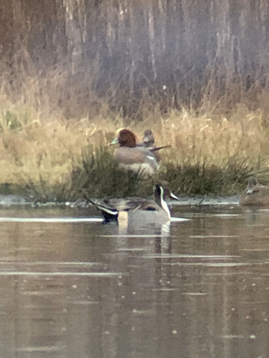 Eurasian Wigeon - ML642733739