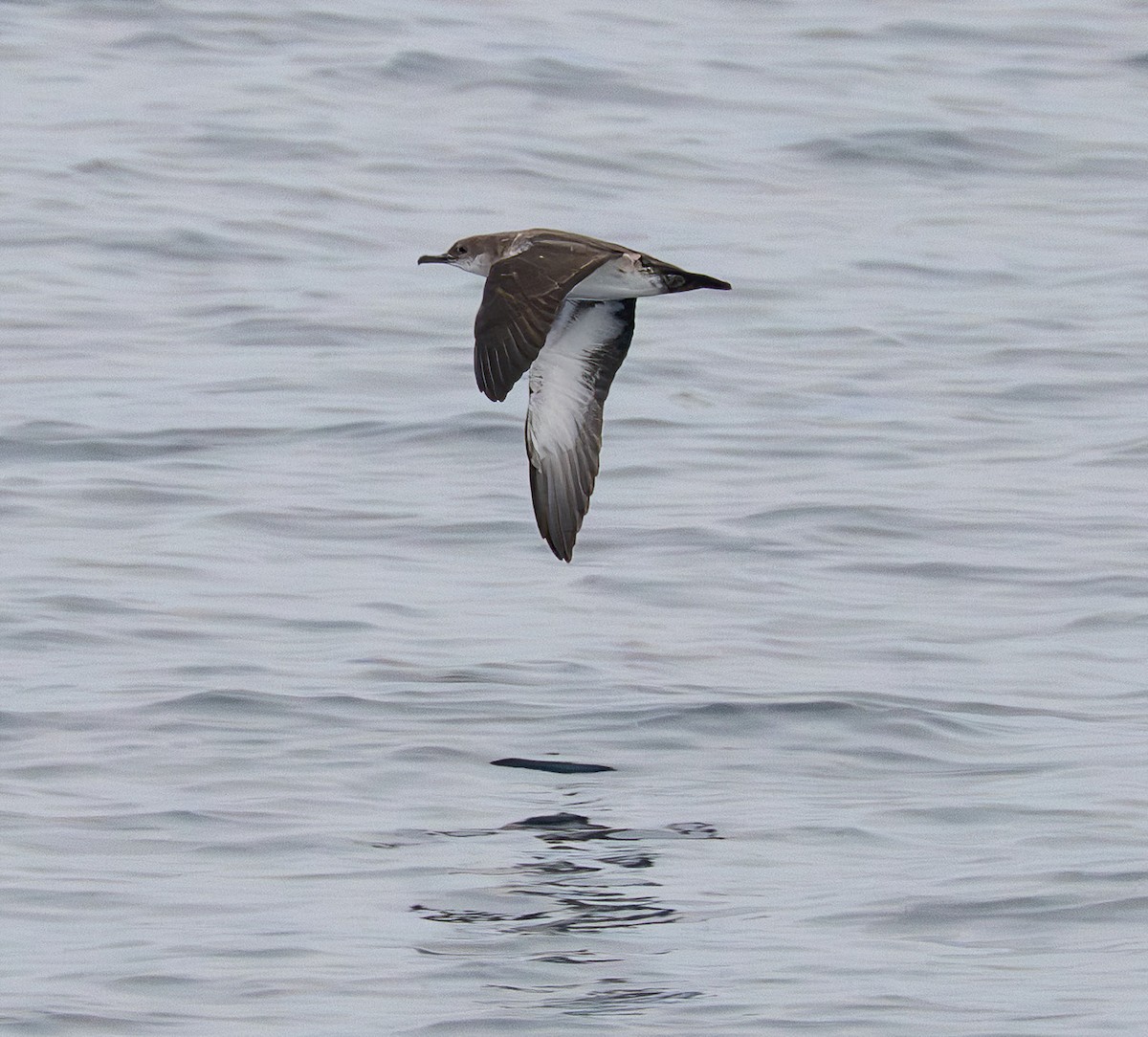 Black-vented Shearwater - ML642733741