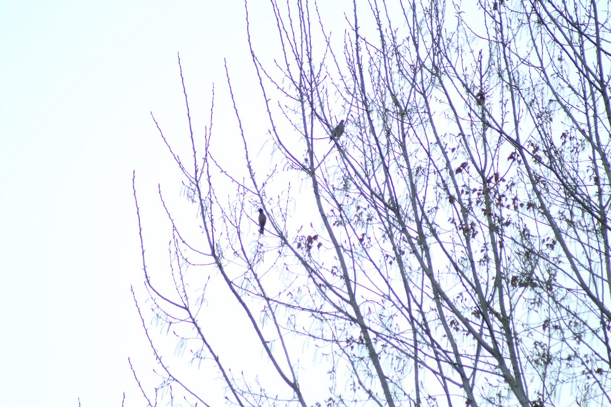 Chilean Pigeon - ML642733743