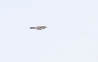 Bay-breasted/Blackpoll Warbler - ML642733751