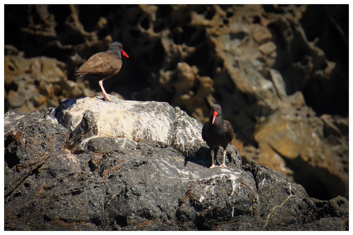 Blackish Oystercatcher - ML642733754
