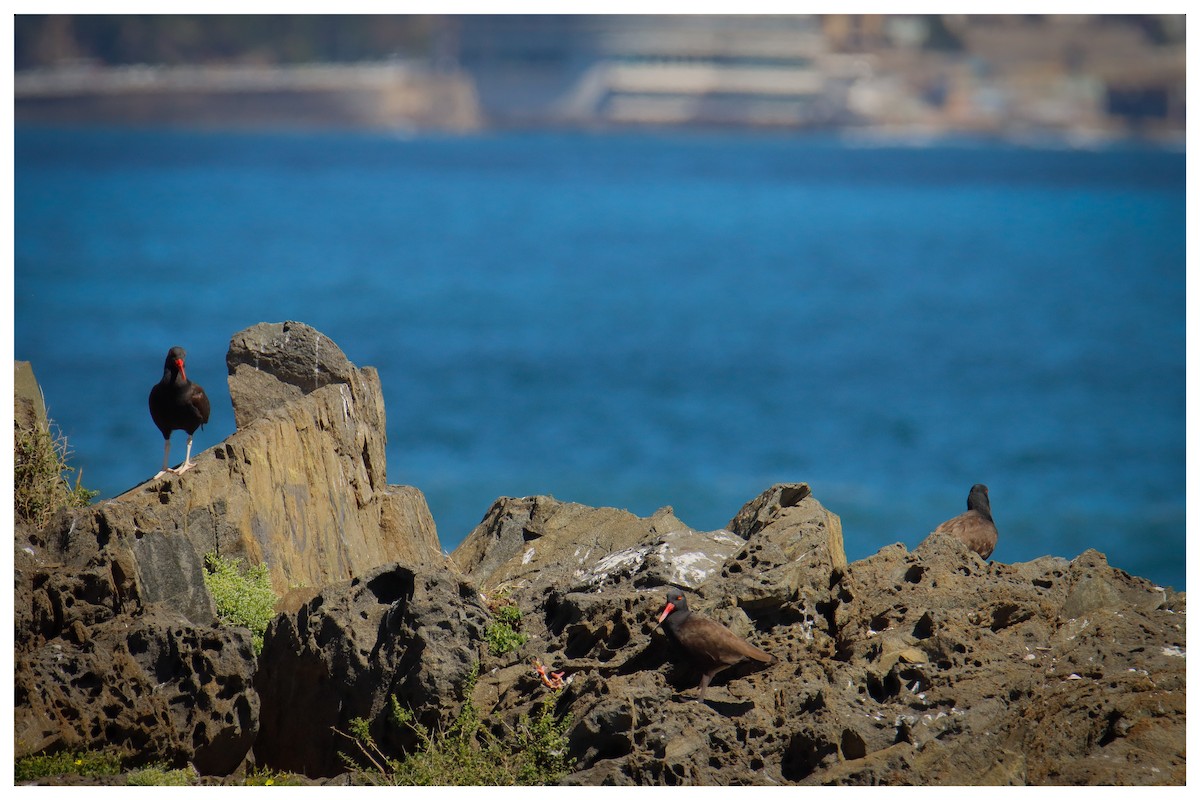 Blackish Oystercatcher - ML642733755