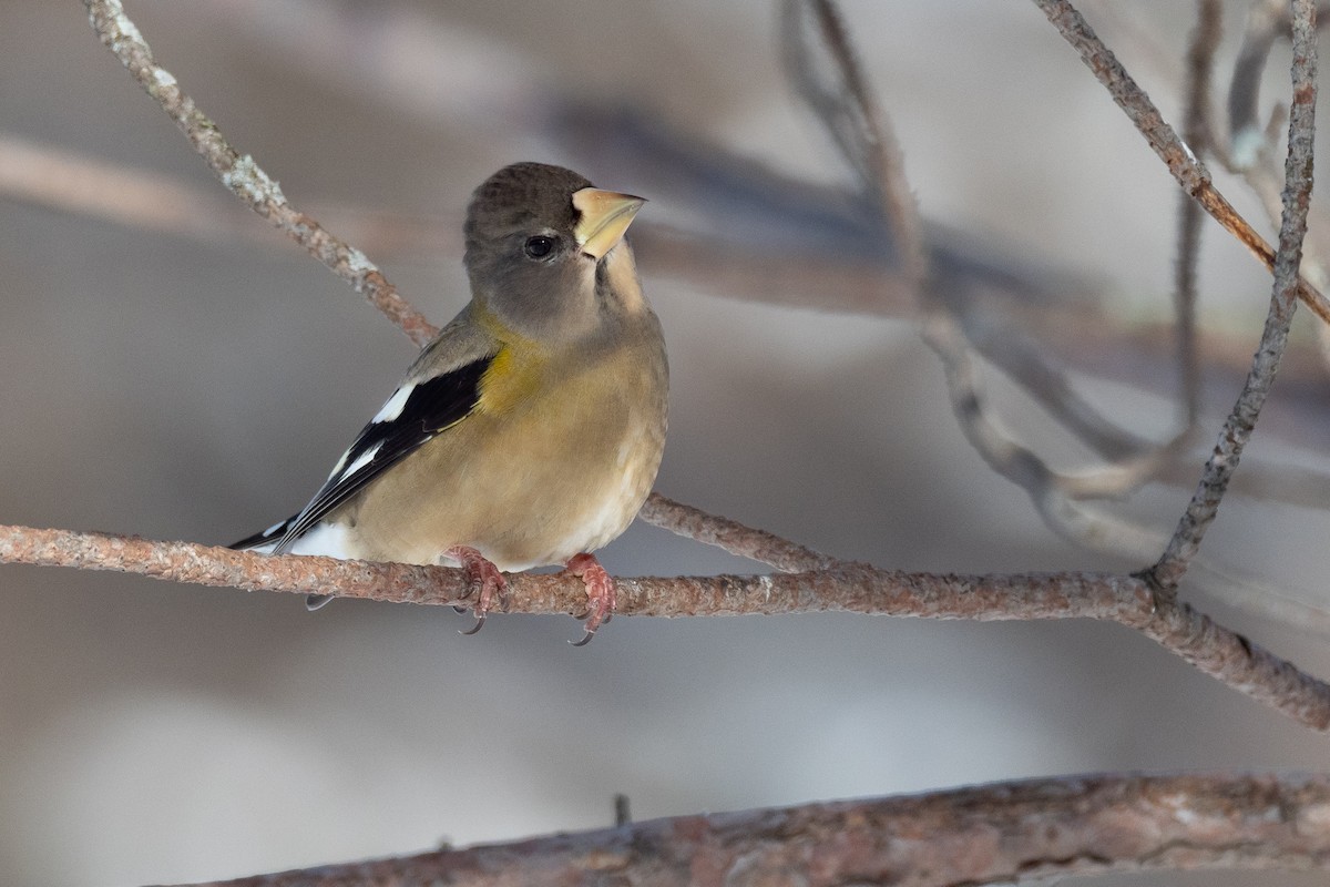 Evening Grosbeak - ML642733763