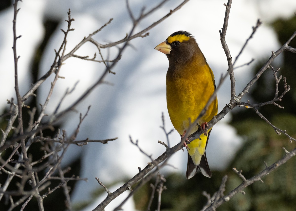 Evening Grosbeak - ML642733764