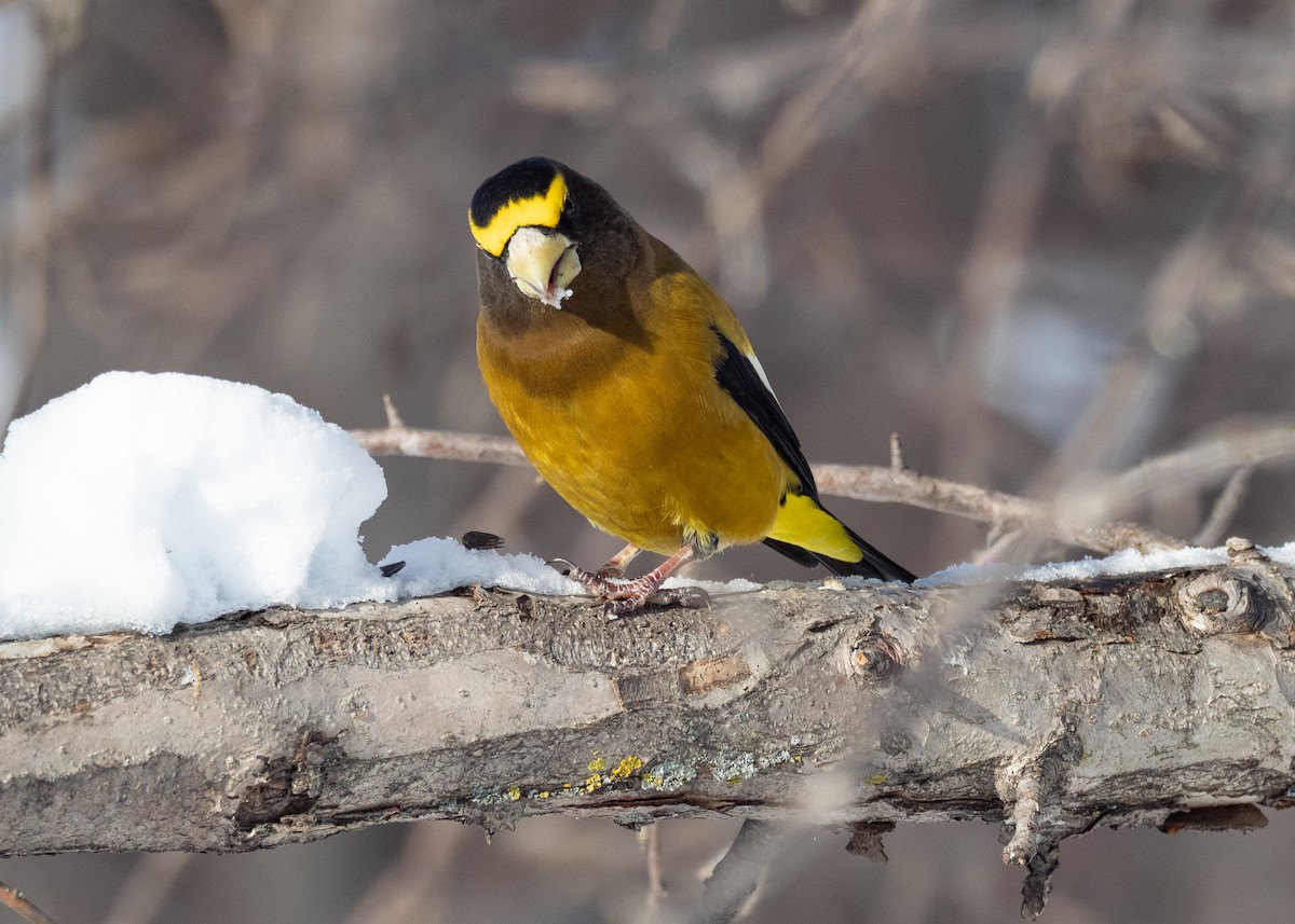 Evening Grosbeak - ML642733765