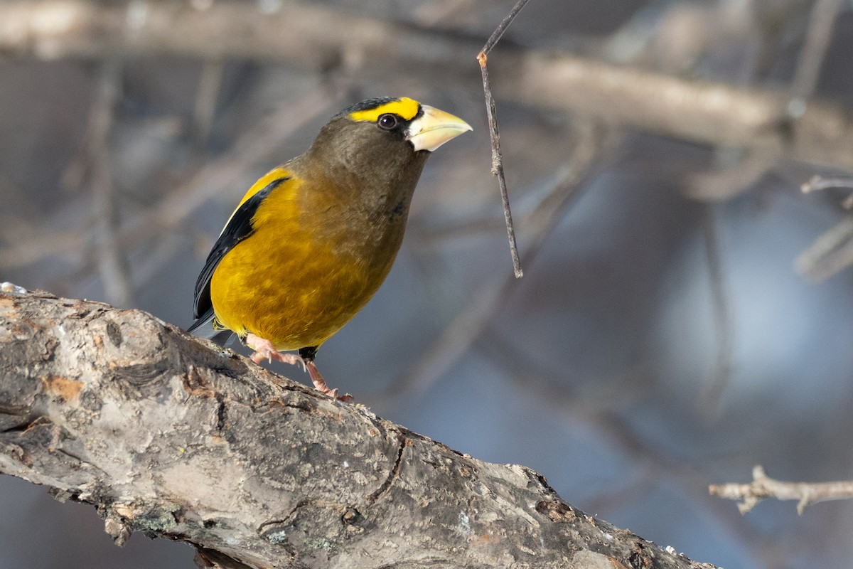 Evening Grosbeak - ML642733766