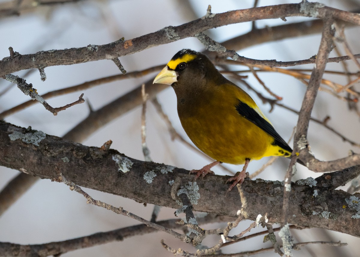 Evening Grosbeak - ML642733767