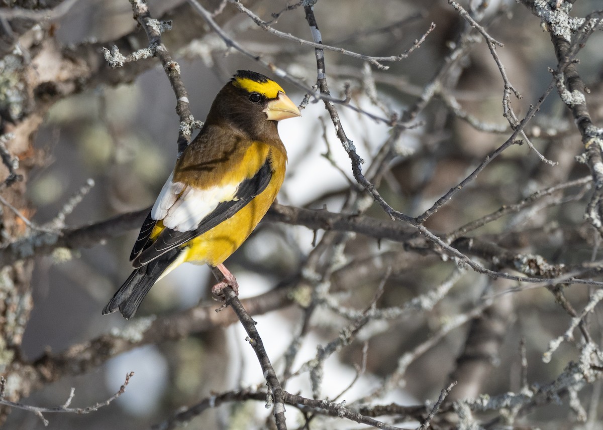 Evening Grosbeak - ML642733768