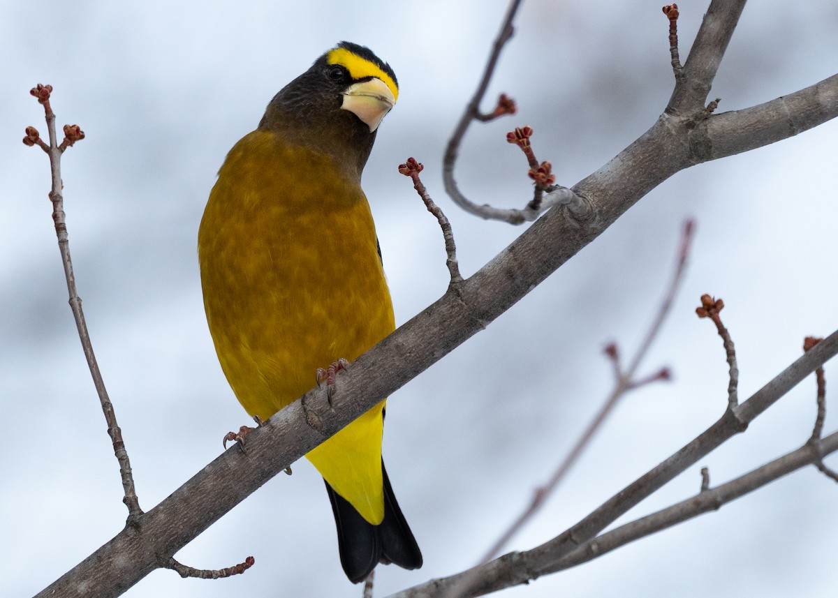 Evening Grosbeak - ML642733769