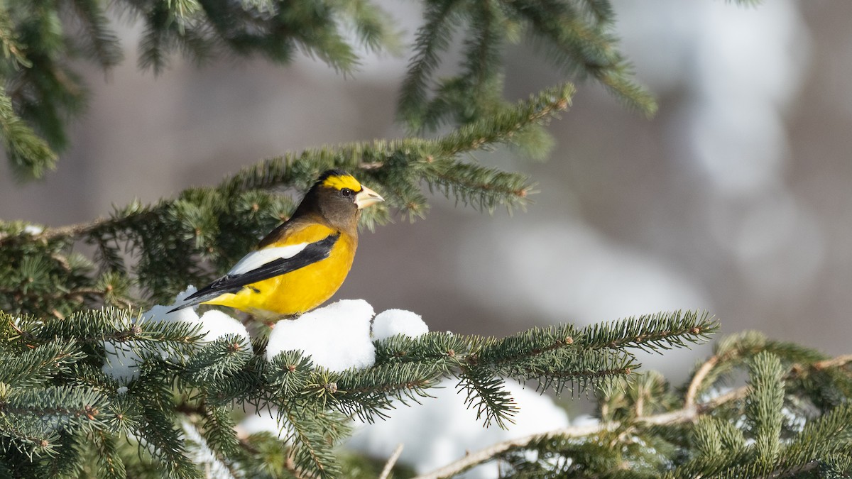 Evening Grosbeak - ML642733770