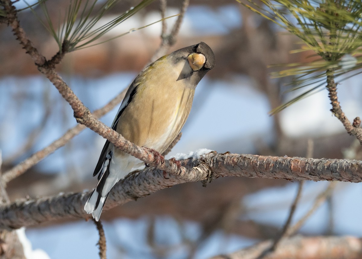 Evening Grosbeak - ML642733771