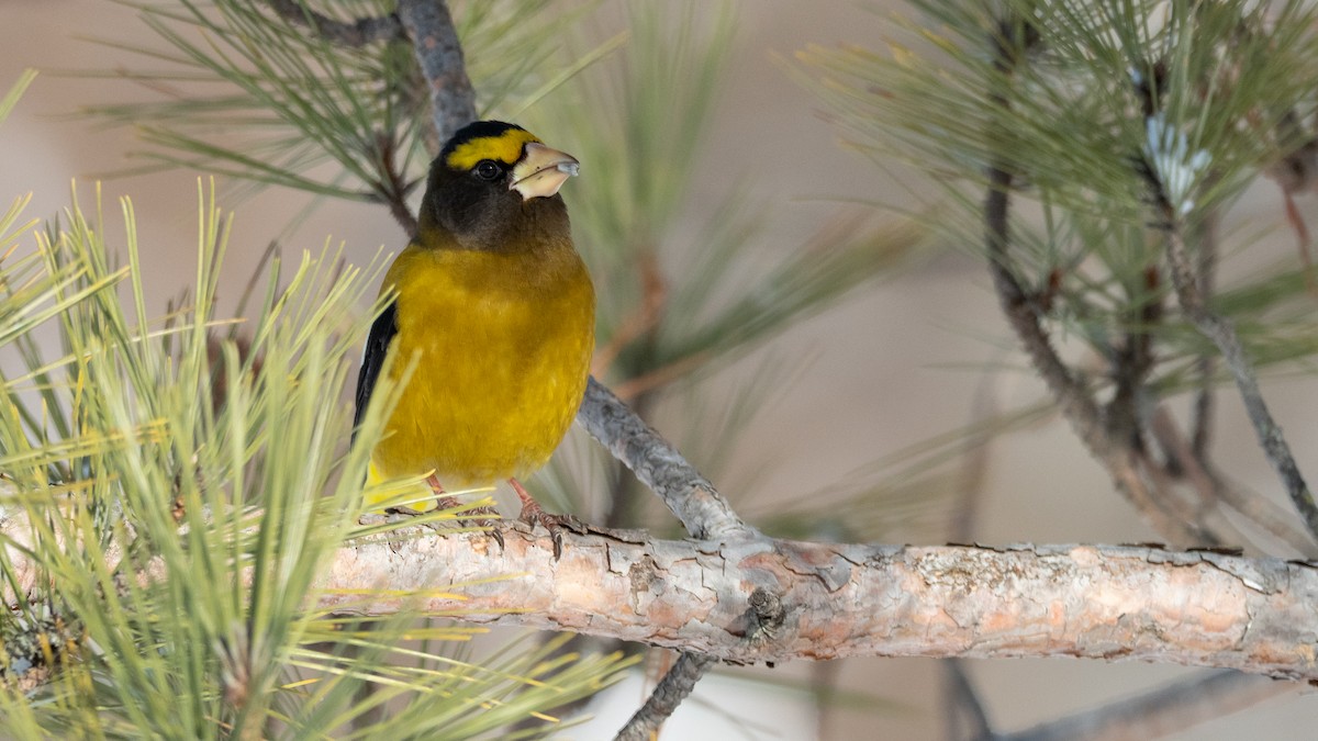 Evening Grosbeak - ML642733772